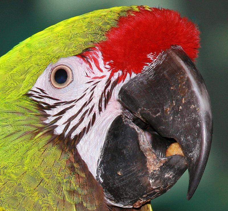 Military Macaw