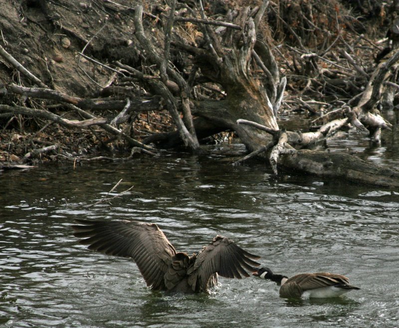 Canada Geese