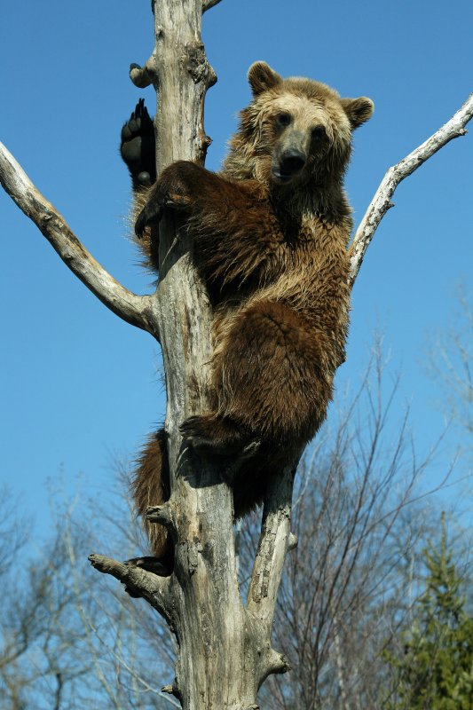 Brown Bear also known as grizzlies