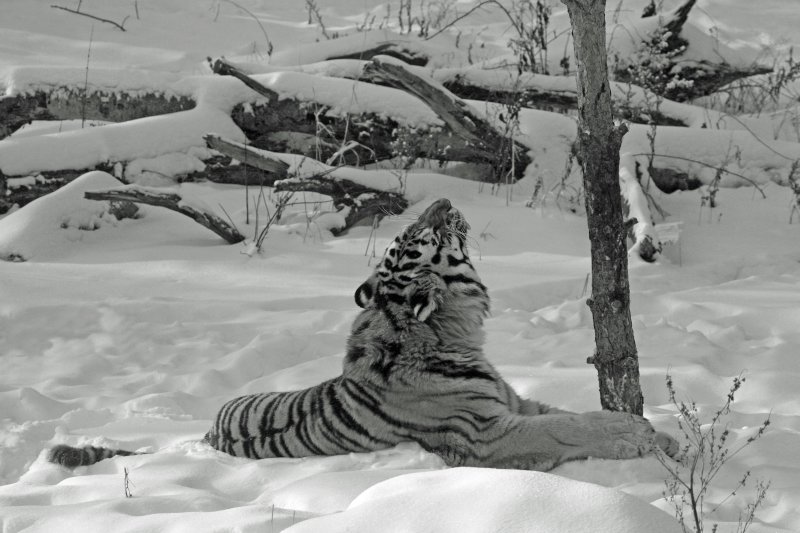 Amur Tiger