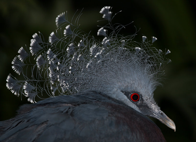 Victoria Crowned Pigeon