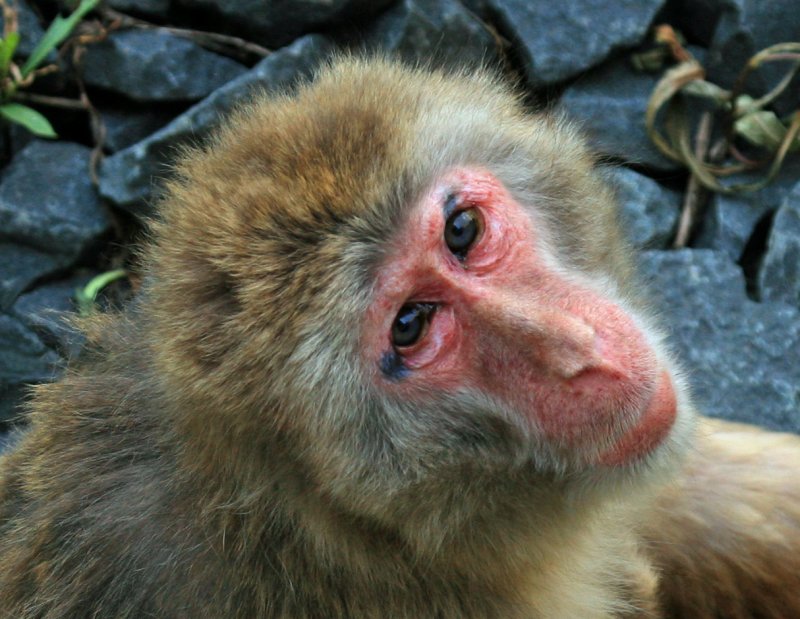 Snow Monkey