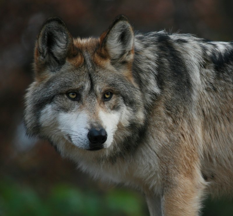 Mexican Gray Wolf