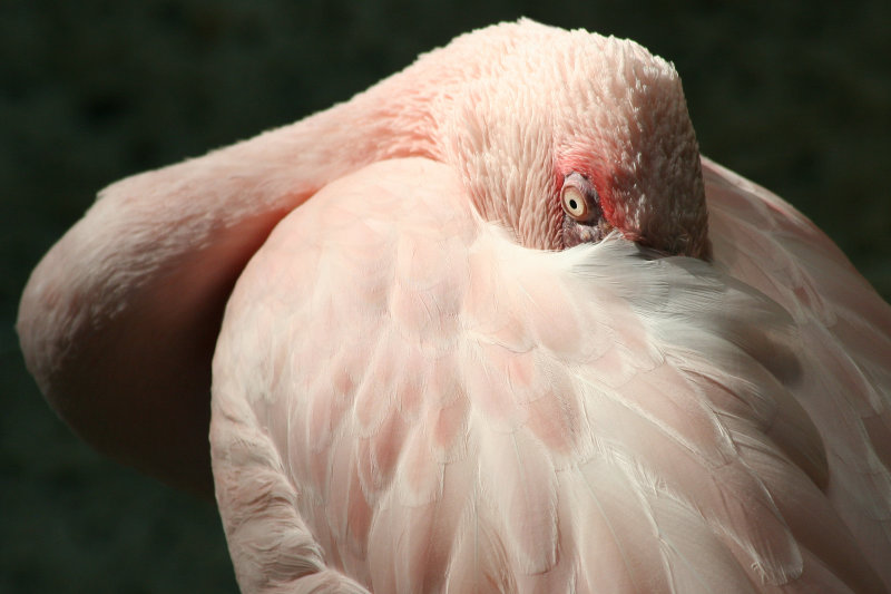 Lesser Flamingo