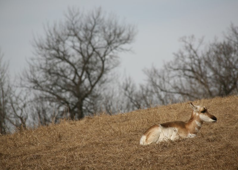 Pronghorn