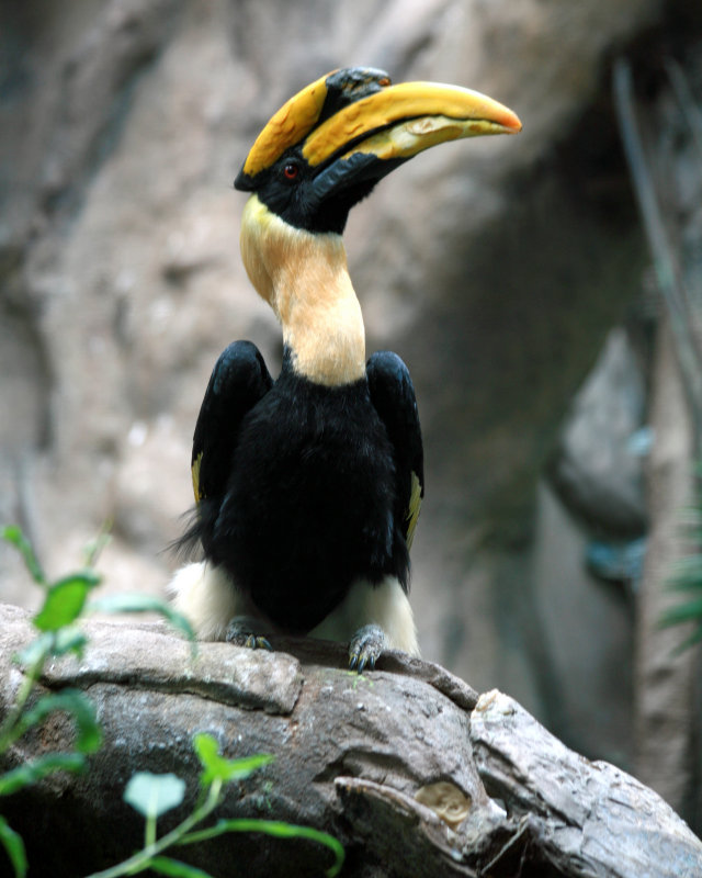 Great Hornbill