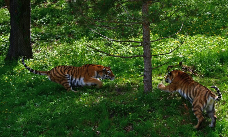 Amur Tigers