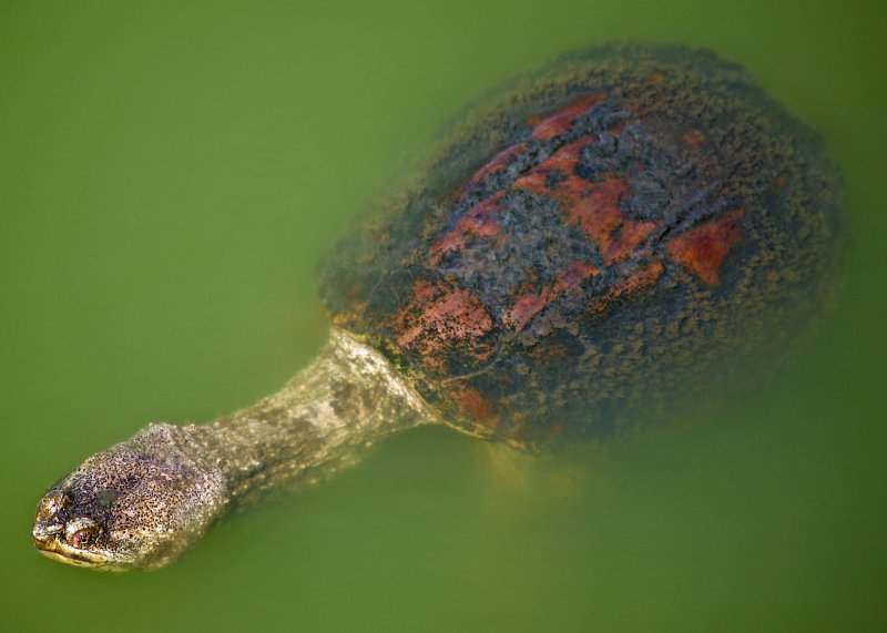 Snapping Turtle