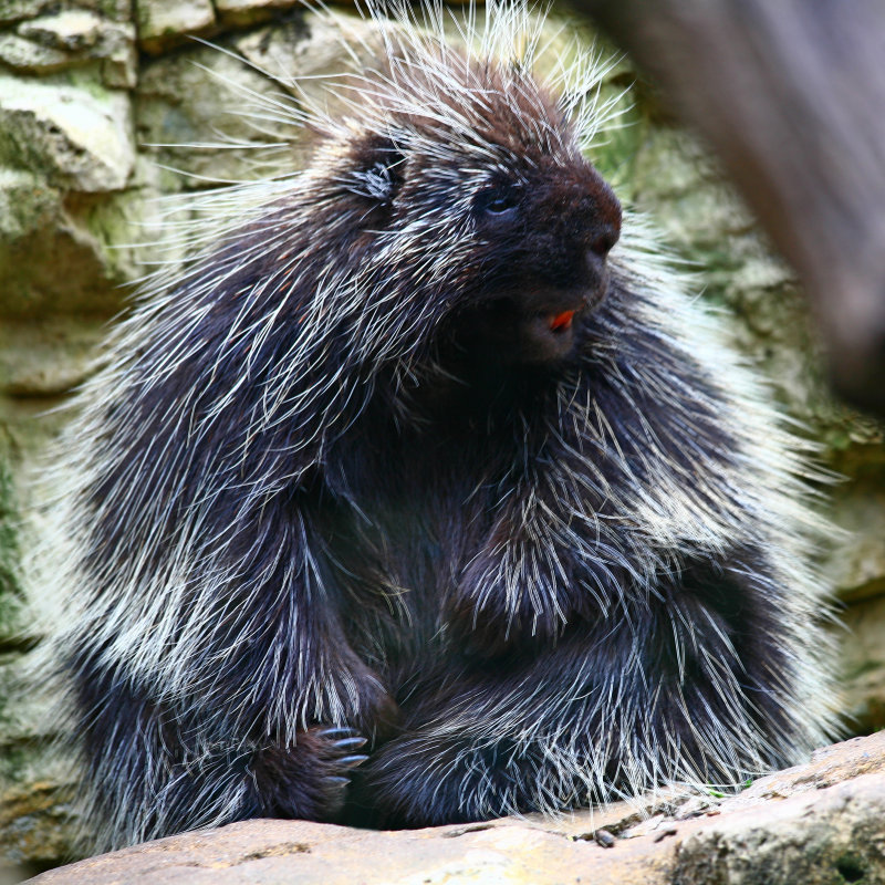 Porcupine