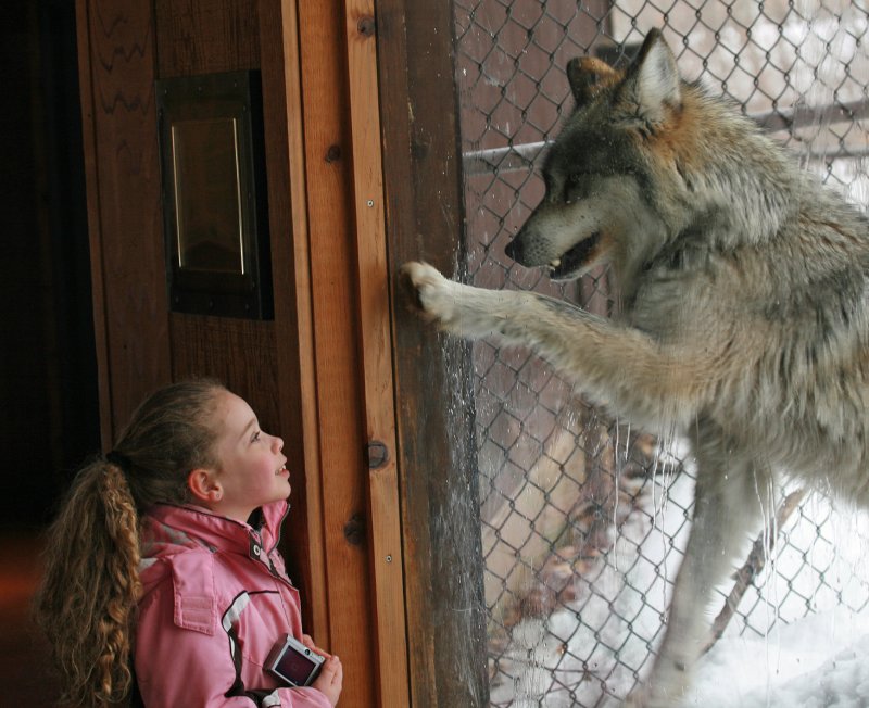 Mexican Gray Wolf