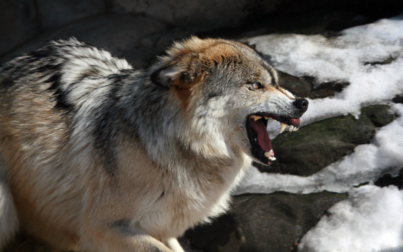 Mexican Gray Wolf