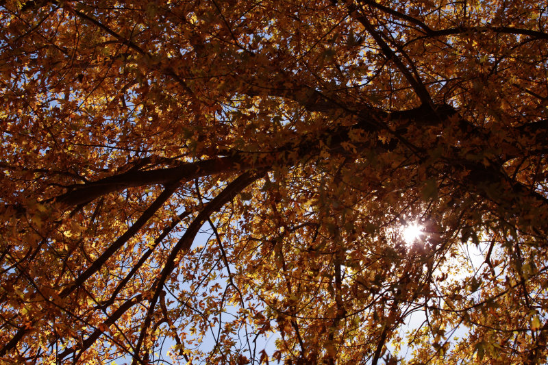 Autumn
