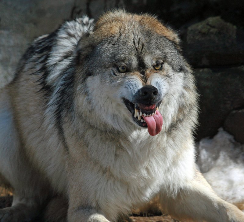 Mexican Gray Wolf