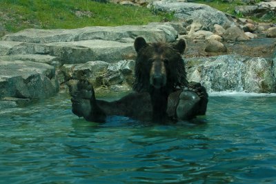 Brown Bear also known as grizzlies