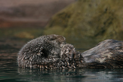 Sea Otter