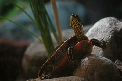 Painted Turtle