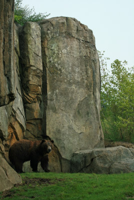 Brown Bear also known as grizzlies