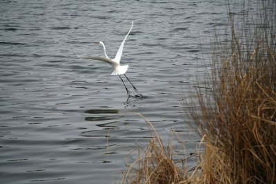 Great Egret