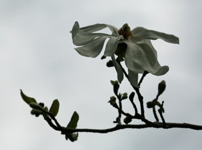 Tree Blossoms