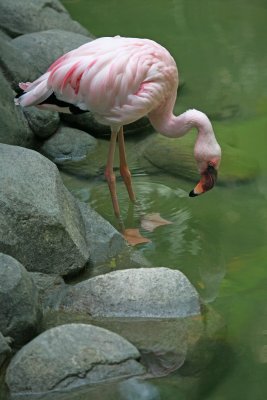 Lesser Flamingo