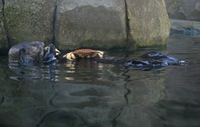 Sea Otter