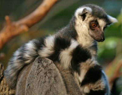 Ring-tailed Lemur