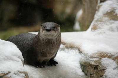 North American River Otter