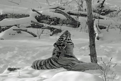 Amur Tiger