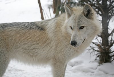 Gray Wolf