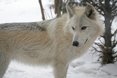 Gray Wolf