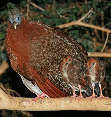 Malay Great Argus Pheasant