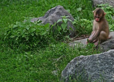 Young Snow Monkey