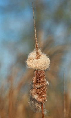 Cattail