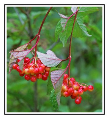 Wild Berries after the Rain