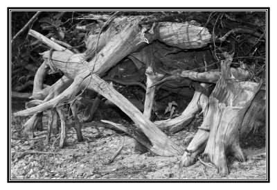 Driftwood on Mile Island