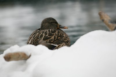 Female Mallard Duck
