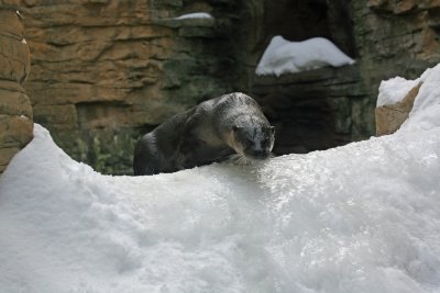 North American River Otter