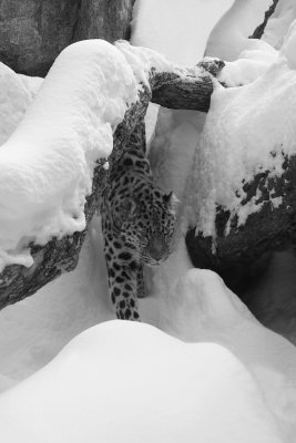 Amur Leopard