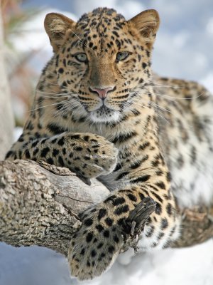 Amur Leopard