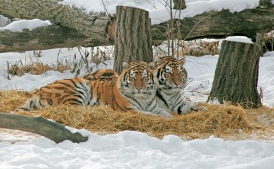 Amur Tigers
