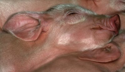 3 day old pile of Piglets