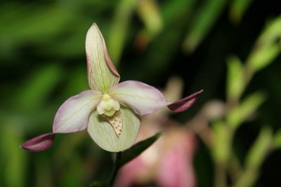 Orchid