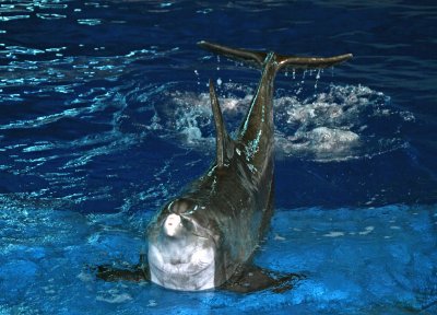 Atlantic Bottlenose Dolphin