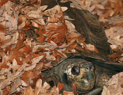 Asian Forest Tortoise