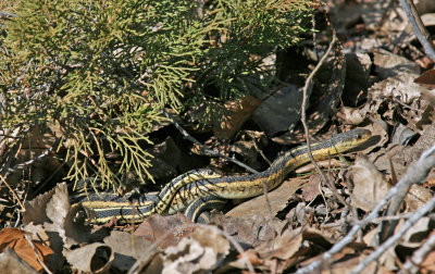 Garter Snakes