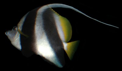 Longfin Bannerfish