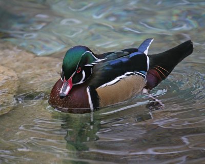 Male Wood Duck