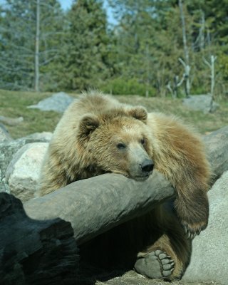 Brown Bear also known as grizzlies