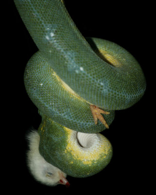 Green Tree Python