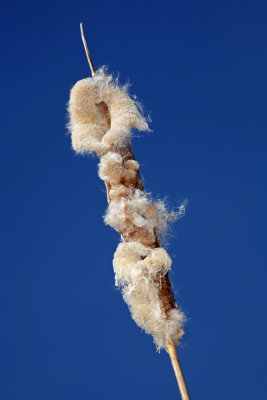 Cattail